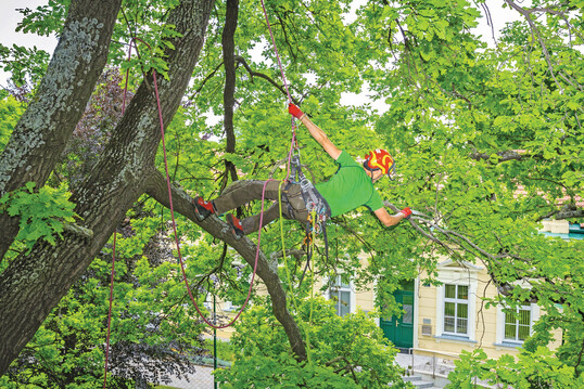 Baumpflege gehrt nach wie vor zu den Kernarbeitsgebieten des Unternehmens.