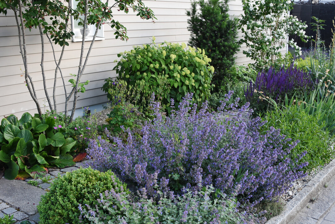 Staudenpflanzungen machen den Garten nicht nur fr den Menschen lebendiger  sie sind relativ pflegeleicht und zudem kologisch wertvoll.