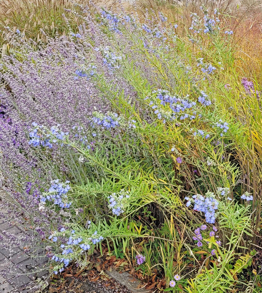 Salvia azurea var. grandiflora