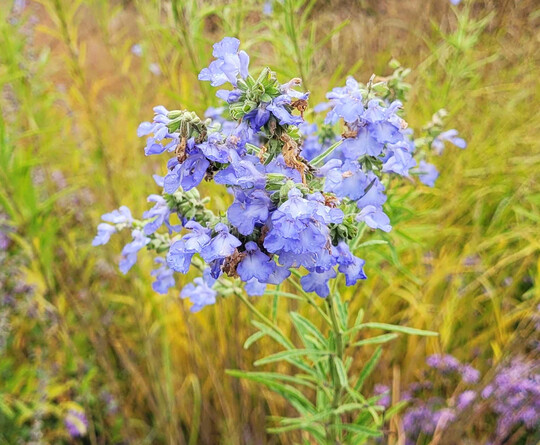 Salvia azurea var. grandiflora