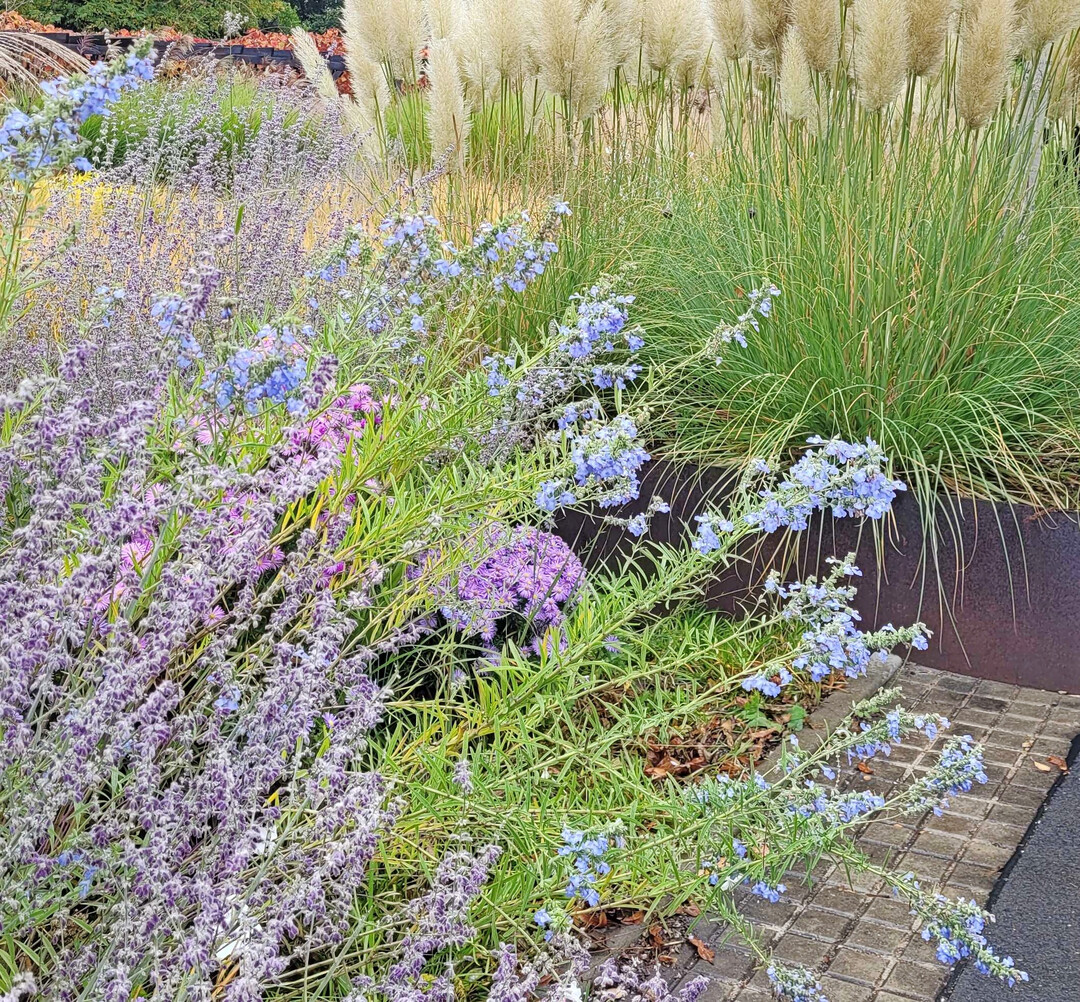 Salvia azurea var. grandiflora