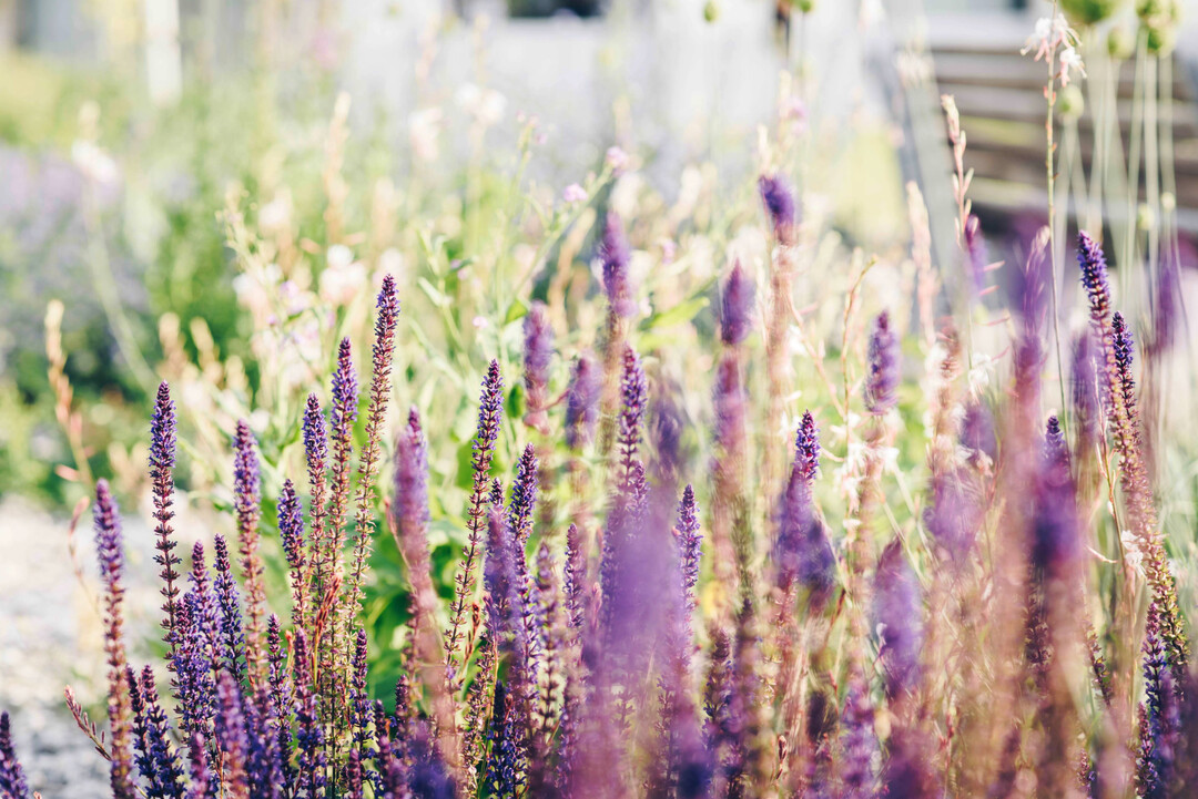 Auch dort spielen Stauden eine tragende Rolle.