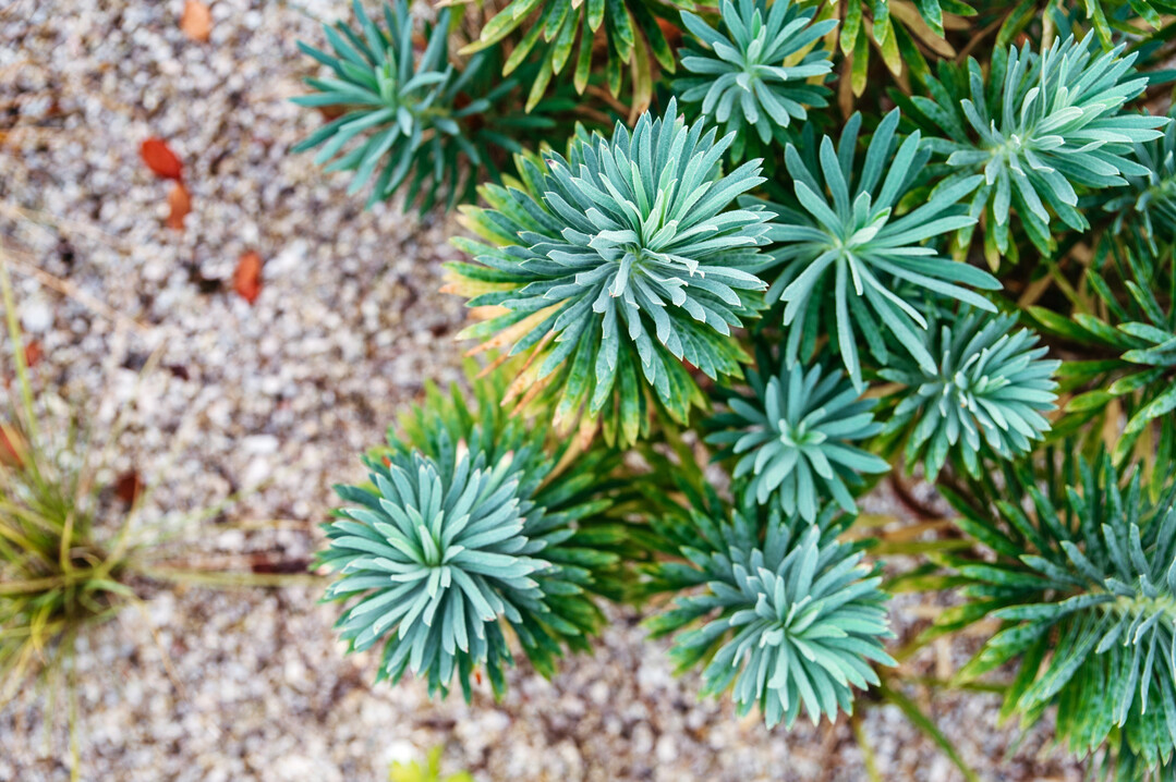 Mineralische Mulchschichten geben den Stauden beste Startbedingungen.