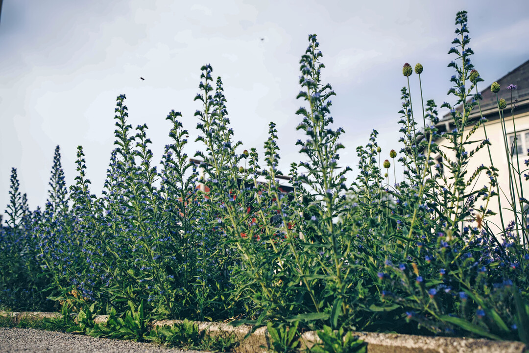 Aussaat mit Natternkopf