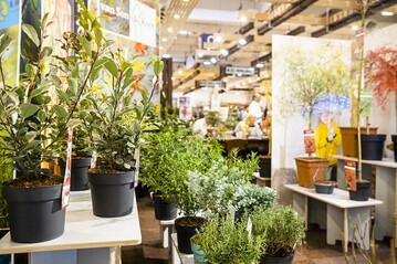 Die IPM ESSEN ist die Weltleitmesse des Gartenbaus. Sie findet vom 28. bis 31. Januar 2020 zum 38. Mal in der Messe Essen statt. 