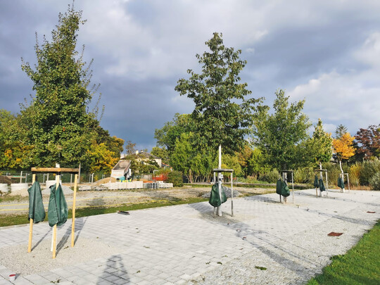 Versuchsflche zu klimaangepassten Bumen in der Expositur Jgerhausgasse