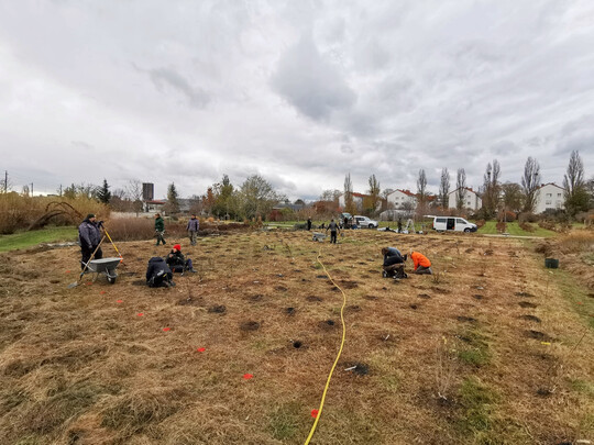Auspflanzung der Versuchsflche Urbaner Miniwald in der Expositur Jgerhausgasse
