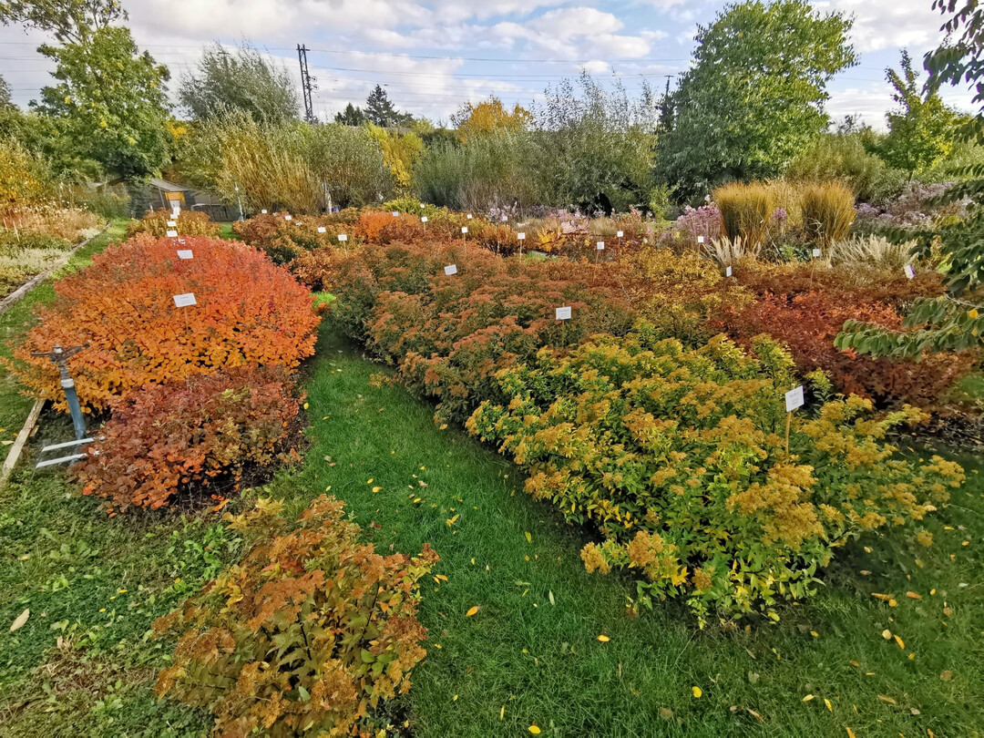 Spiraea-Sichtung in der Expositur Jgerhausgasse