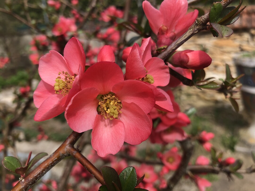 ....lachsrosa oder wei: Bei Chaenomeles gibt es eine breite Palette.