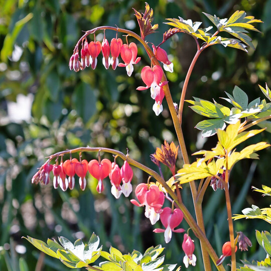 Dicentra spectabilis  das Trnende Herz  ist dankbar fr Laub- oder Humusgaben im Herbst und Winter.
