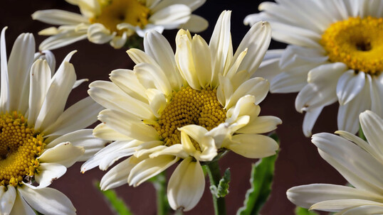 <i>Leucanthemum superbum</i>
 �Broadway Light�