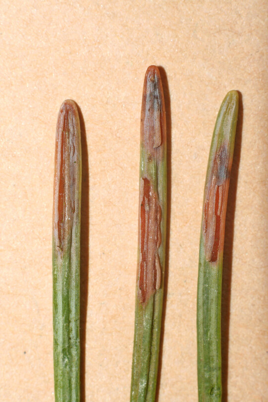 Sporenlager von Chrysomyxa abietis auf der Nadelunterseite