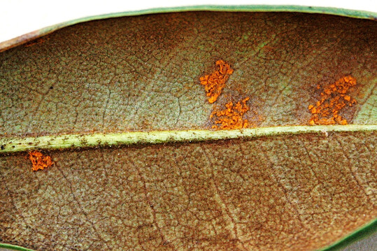 Sporenlager von Chrysomyxa rhododendri auf der Blattunterseite des Hauptwirtes Rhododendron