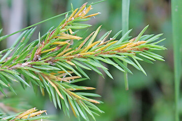 Weie hutige Reste der Sporenlager von Chrysomyxa rhododendri an geschdigten Nadeln