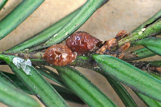 Hochaufgewlbte Mutterschilde und Junglarven der Eibennapfschildlaus