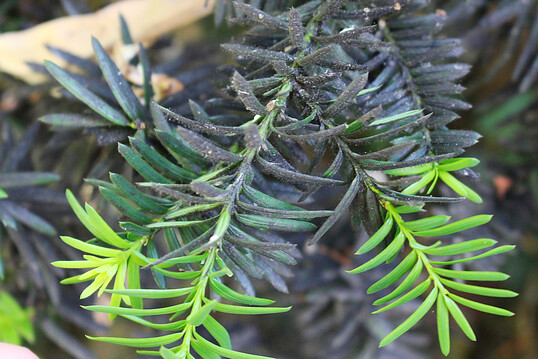 Noch sind die Nadeln des Neutriebs nicht von Rutaupilzen besiedelt.