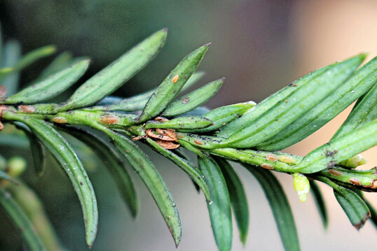 Larvenstadien der Eibennapfschildlaus und Rutau