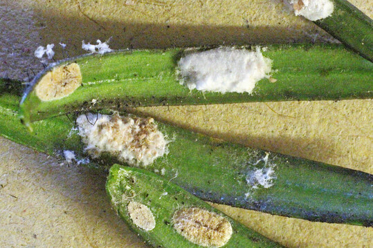 Wachswollsack mit Eiern und Larven der Wollschildlaus