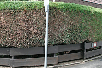 Massive Schden an Scheinzypressenhecke durch das Einwirken streusalzhaltiger Gischt