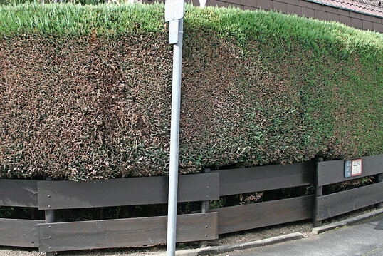 Massive Schden an Scheinzypressenhecke durch das Einwirken streusalzhaltiger Gischt