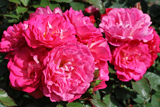 Rosa ‘Brinessa’, eine leicht duftende Beetrose von Kordes Rosen
