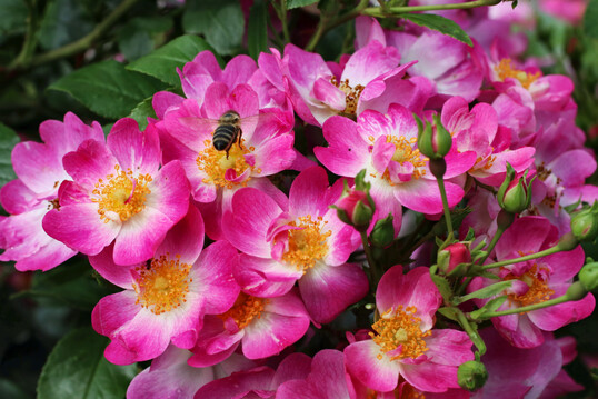 Rosa ‘Little Susie’, eine Zwergrose von Noack