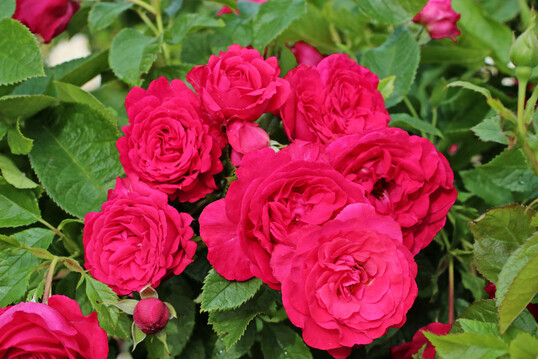 Rosa ‘Lucky Red’, eine Strauchrose von Kordes Rosen