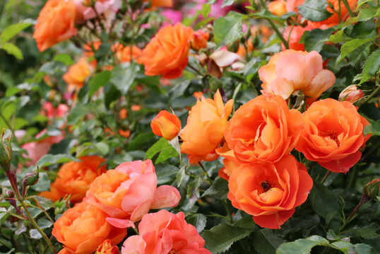 Rosa ‘Orange Juwel’, eine Strauchrose von Kordes Rosen
