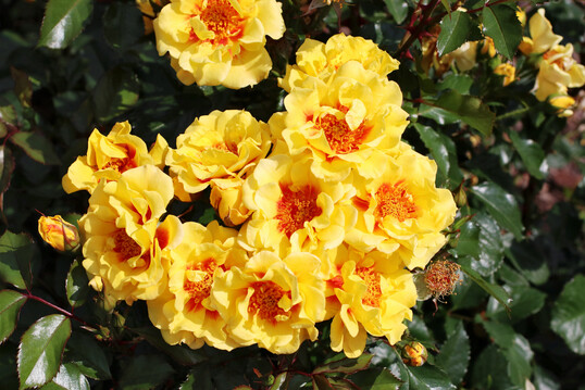 Rosa ‘Orienta Samira’, eine Persica-Rose von Tantau