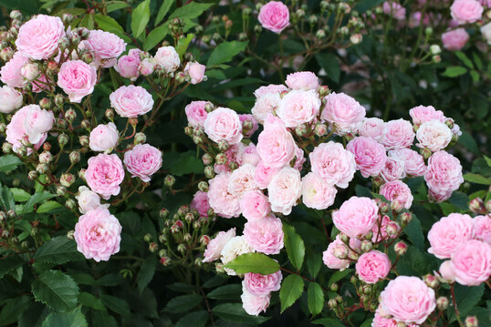Rosa ‘Pashima’, eine Kleinstrauchrose von Kordes