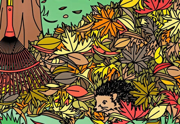 Im Laub sind viele Lebewesen zu Hause.