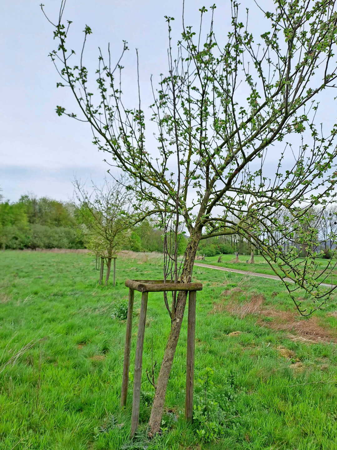 Vorher: schiefer Baum