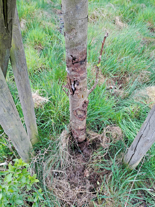 Nagerschaden  hier war der Verbiss-Schutz mangelhaft.