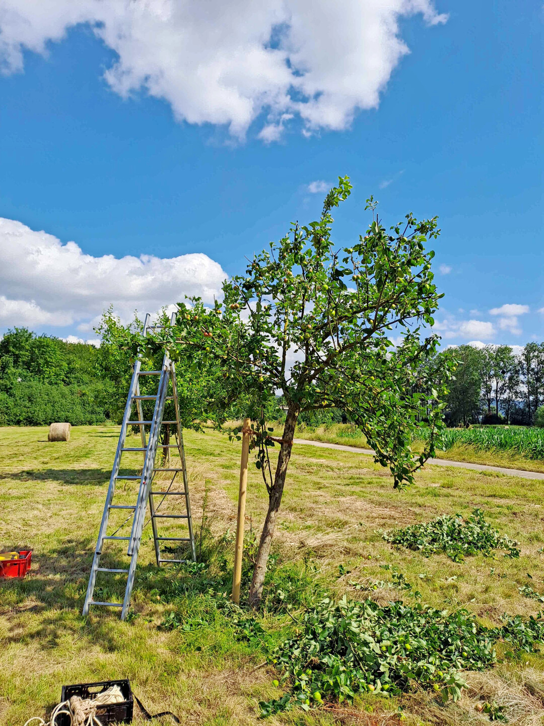 Nachher: schiefer Baum mit angepasster Krone