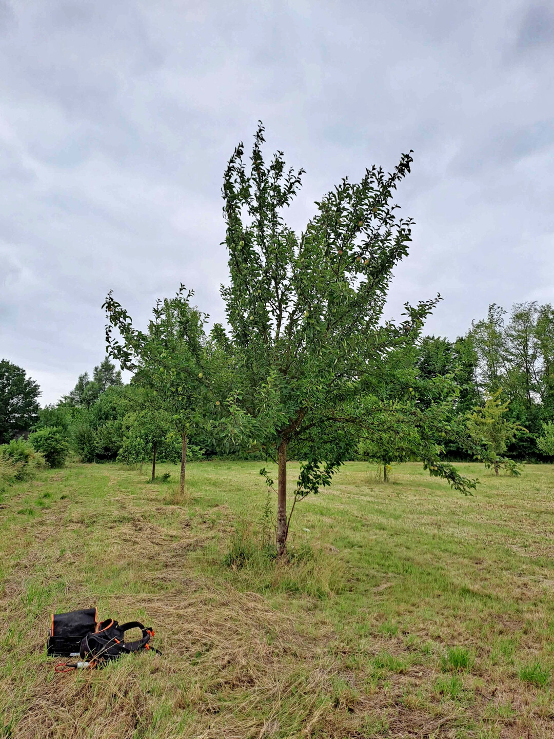 Vor dem Schnitt: Krone durchgeschossen