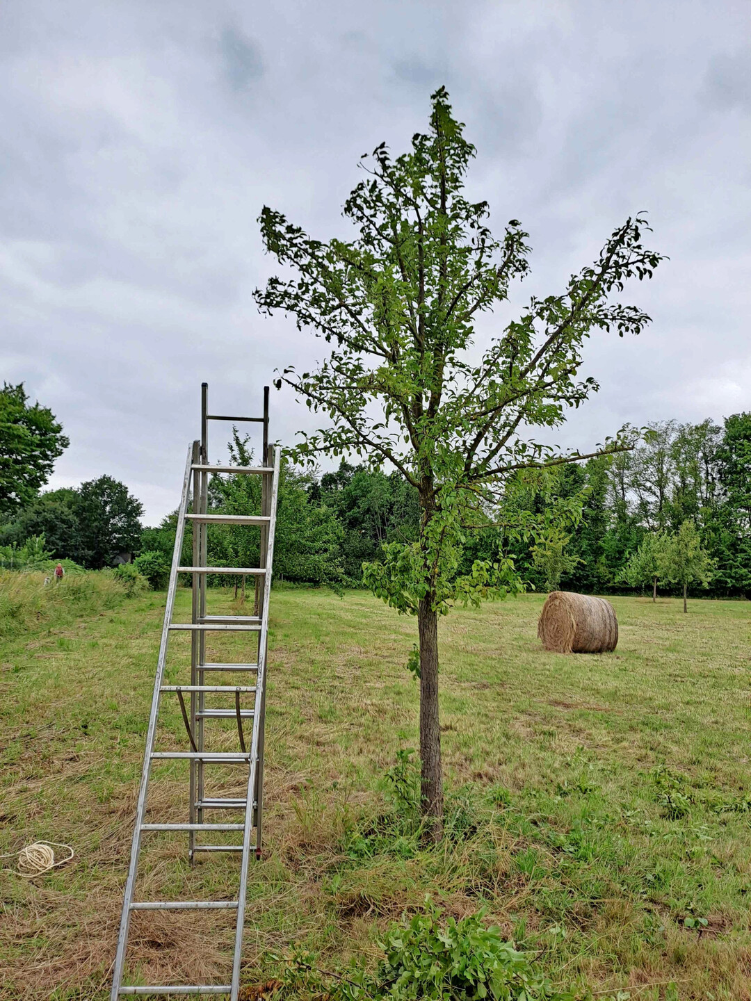 Nach dem Schnitt  die ste wurden mit Augenma gekrzt.
