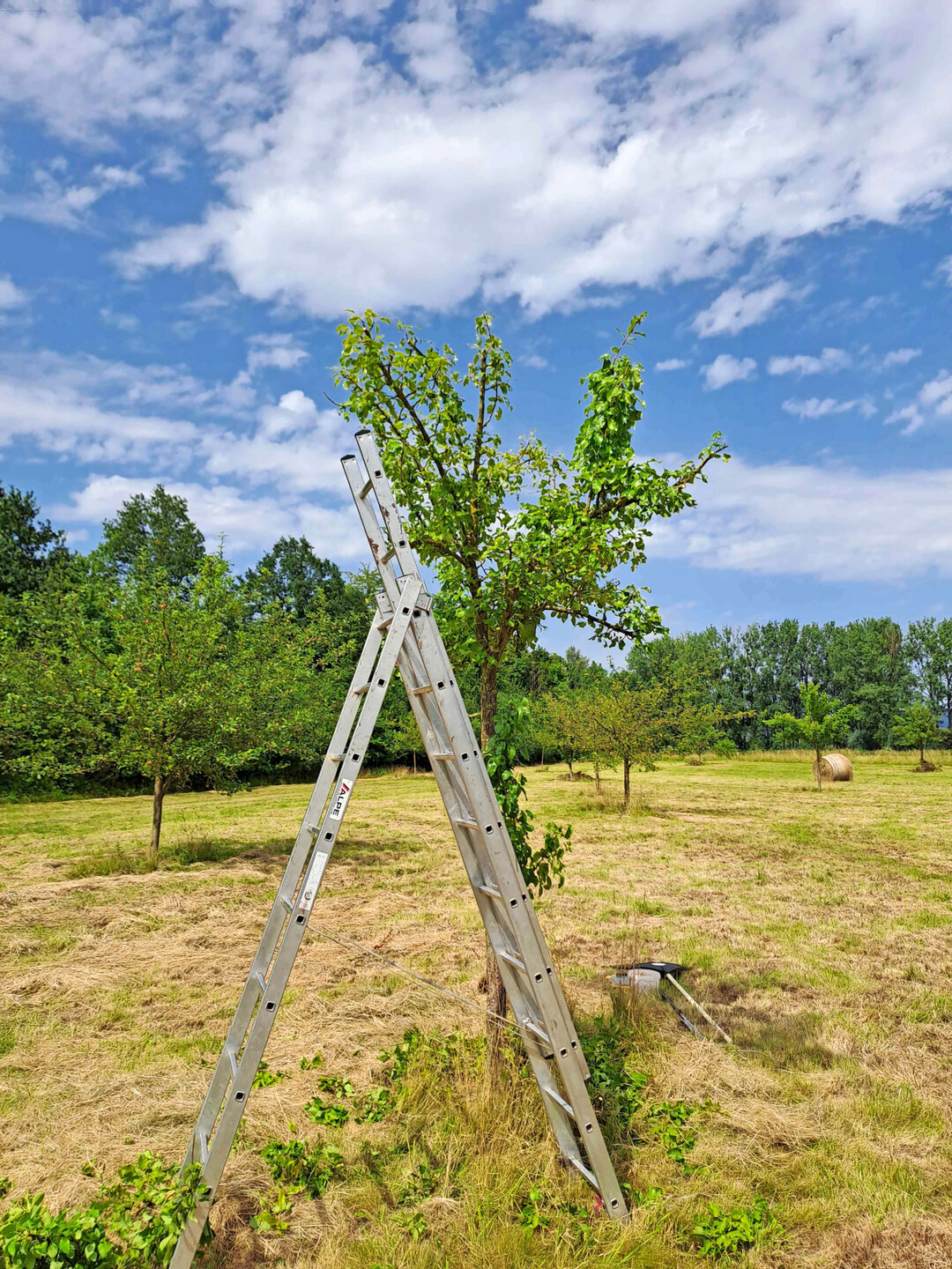 Birne nach dem Schnitt � H�he reduziert