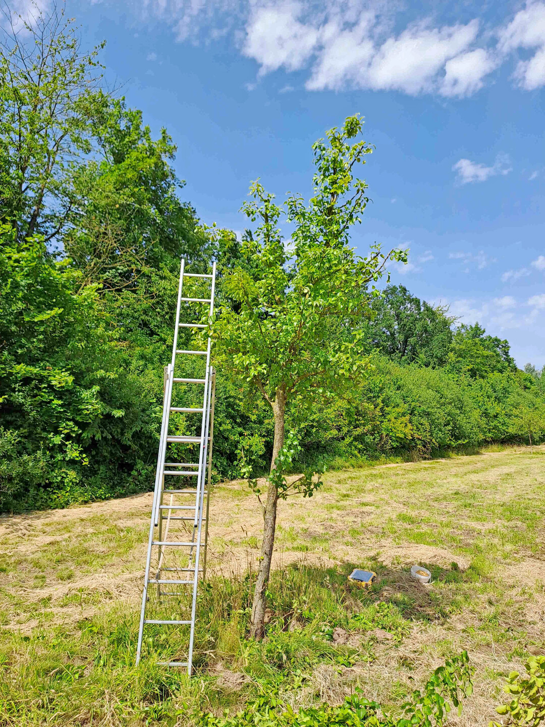 Birne vor dem Schnitt 