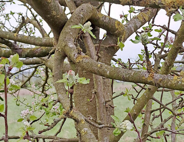 ste umgekippt durch Fruchtlast  hier ist fachgerechter Schnitt notwendig.