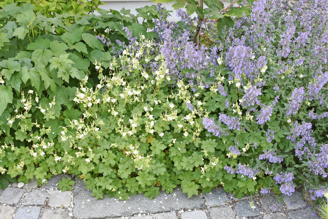 Viele pflegeleichter sind dynamische Staudengärten. Sie erfordern aber neue Sehgewohnheiten.