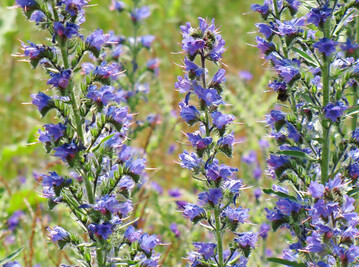 Der Gewöhnliche Natternkopf (
<i>Echium vulgare</i>
) wurde zur Wildpflanze des Jahres 2026 gekürt