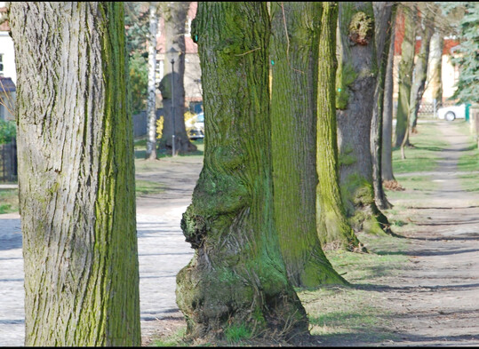 Das BäumePlus-Gesetz soll Berlins Stadtbäume schützen und die Stadt hitzefest machen.