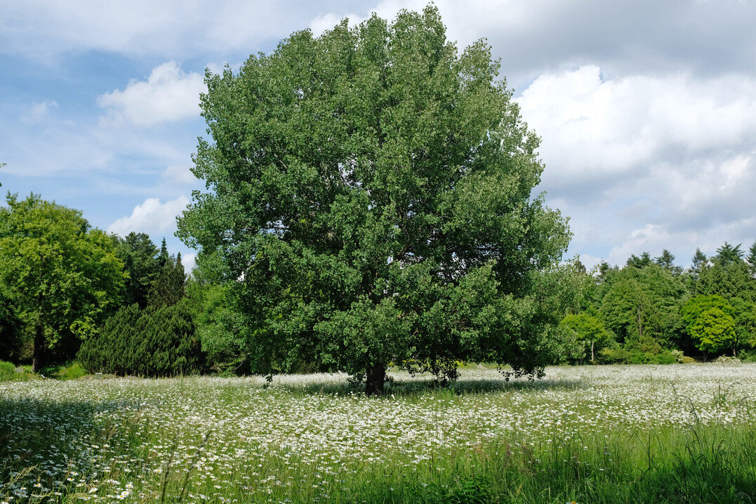 Freistehende Zitter-Pappel