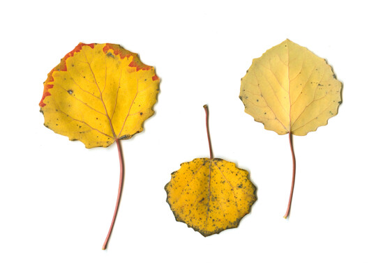 Laub, Blatt, Bl�tter: Zitterpappel, Espe, Populus tremula