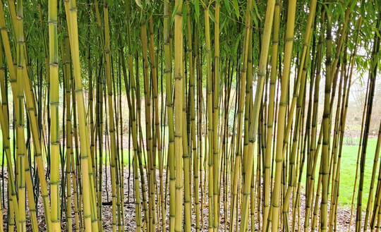 Phyllostachys aureosulcata ‘Spectabilis’