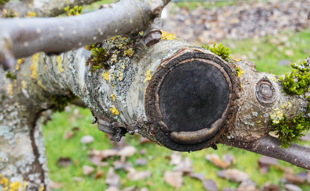 Schw�rzepilze am Apfel zeigen sich als Epiphyten h�ufig auf Schnittfl�chen, die von einem �berwallenden Wundrand umgeben sind.
