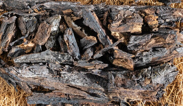 Auch wenn sich die Symptome des Schwarzen Rindenbrandes an den abgelösten, wie verbrannt wirkenden Abschnitten zeigen – ein sicherer Nachweis erfordert stets die labortechnische Untersuchung mit dem Nachweis der entsprechenden Fruchtkörper (wurde hier bestätigt).