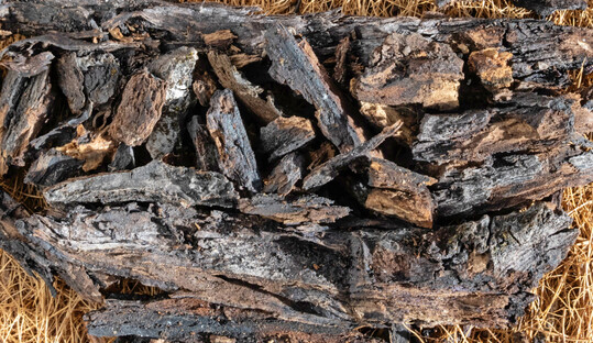 Auch wenn sich die Symptome des Schwarzen Rindenbrandes an den abgel�sten, wie verbrannt wirkenden Abschnitten zeigen � ein sicherer Nachweis erfordert stets die labortechnische Untersuchung mit dem Nachweis der entsprechenden Fruchtk�rper (wurde hier best�tigt).