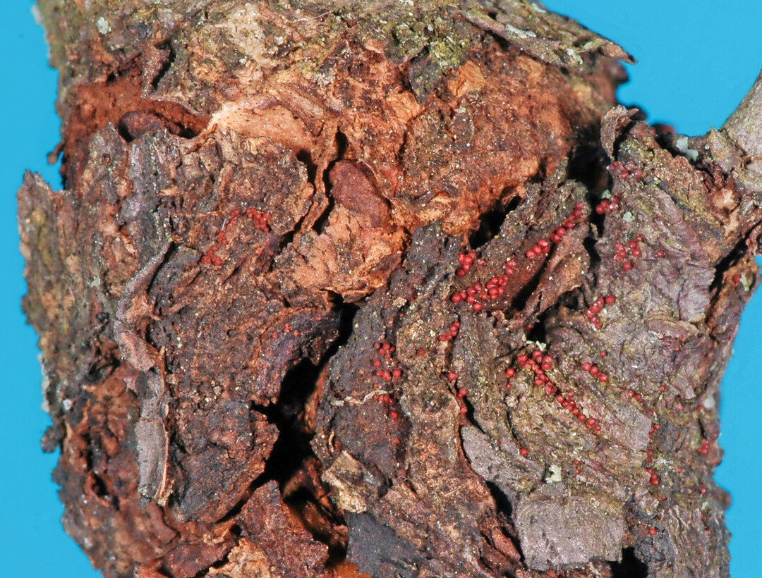 Im Gegensatz zum Schwarzen Rindenbrand bildet der Obstbaumkrebs an befallenen Apfelb�umen r�tlich gef�rbte Fruchtk�rper (Perithecien) aus.