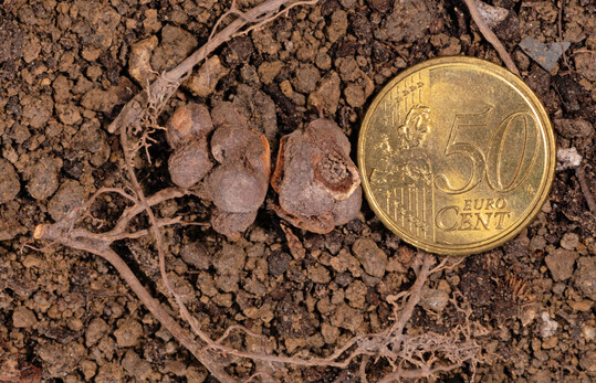 An den Wurzeln des Bergahorns verursachen die Larven der Ahorngallwespe die Bildung etwa 1 cm gro�er, br�unlicher, einkammeriger und sp�ter deutlich holziger Wurzelgallen in teils gr��erer Zahl. 